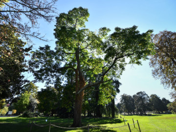 Un règlement pour la protection des arbres à Bordeaux